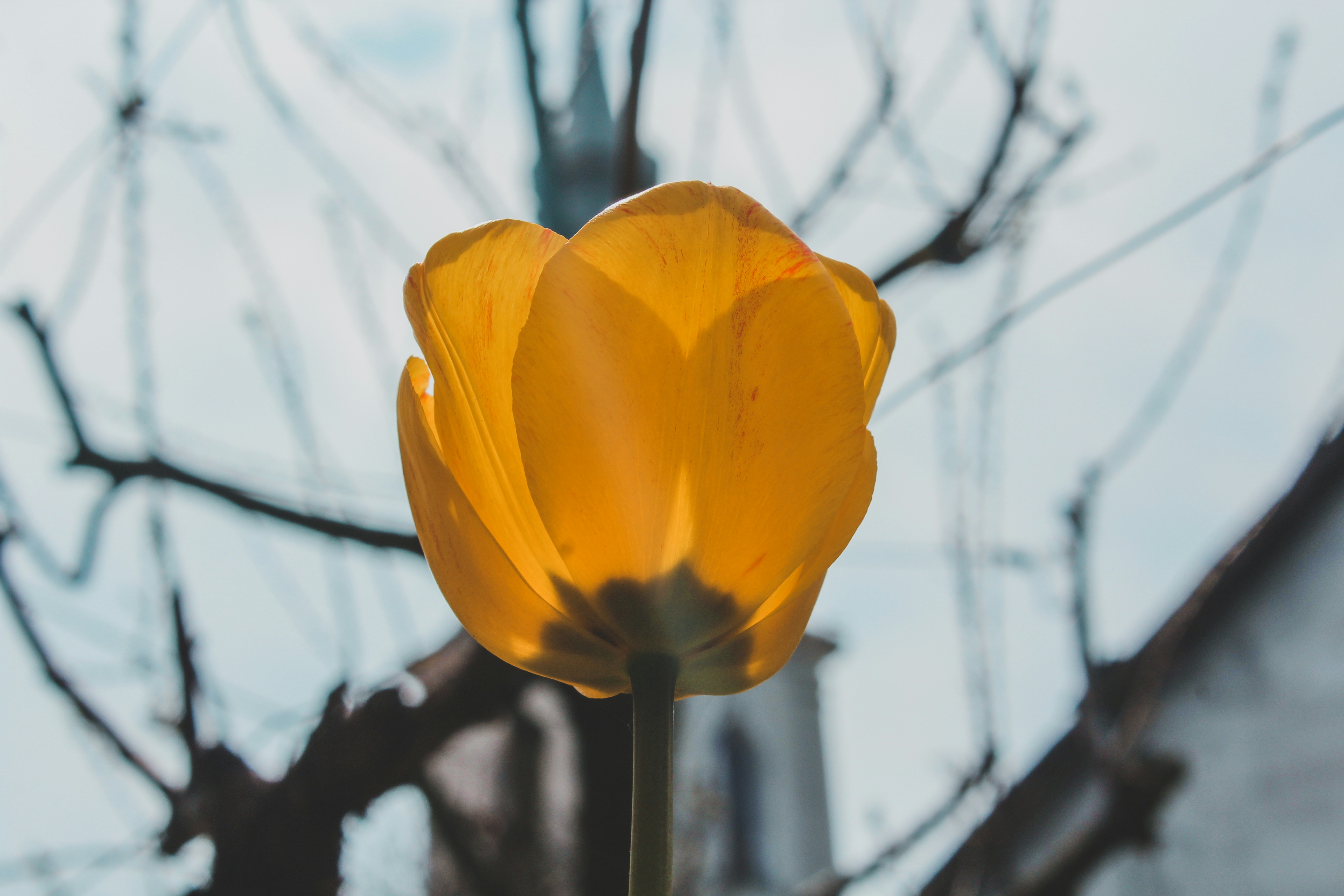 A single yellow tulip in front of a bare tree photo – Free Flower Image ...
