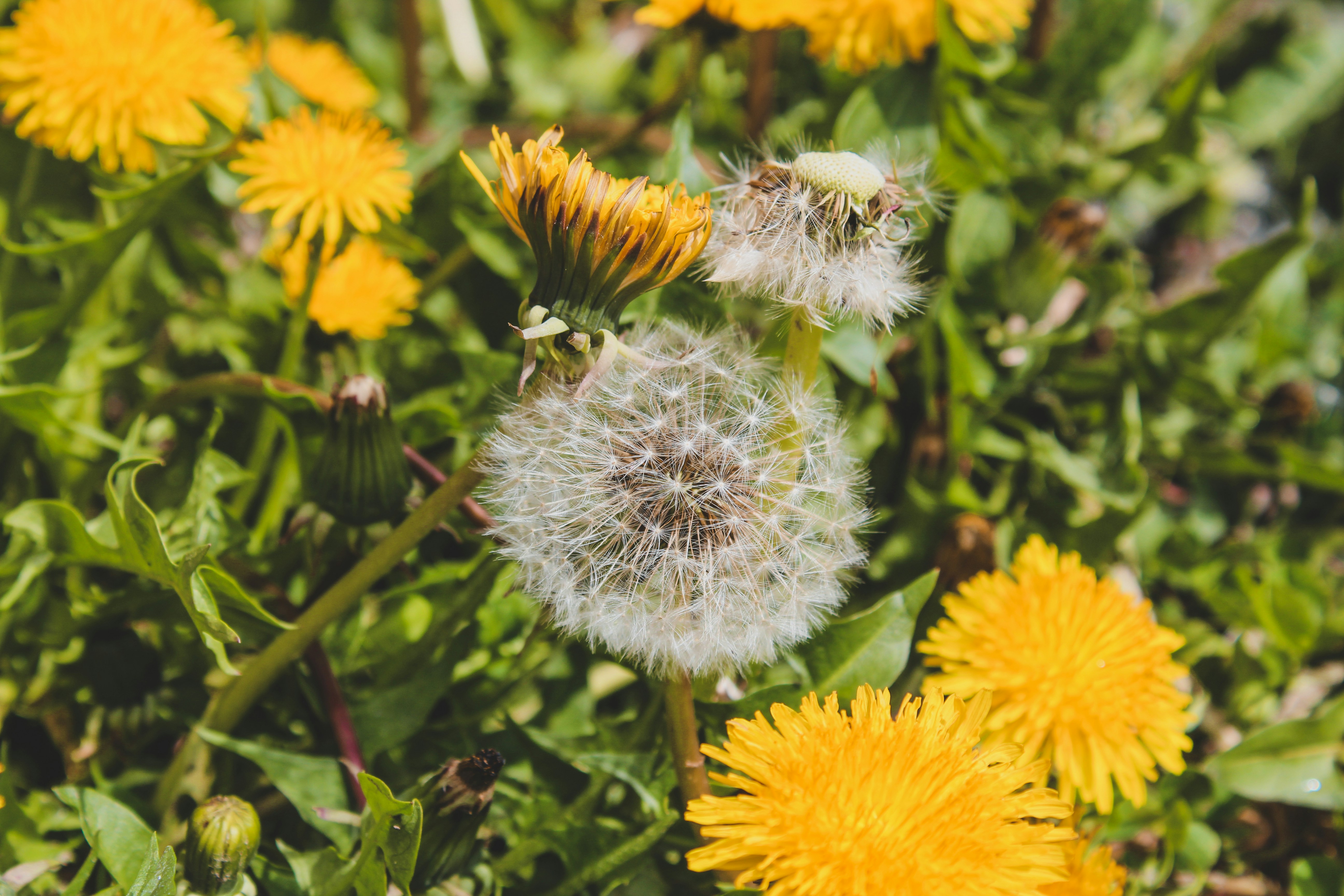 Photo by czapp_arpad