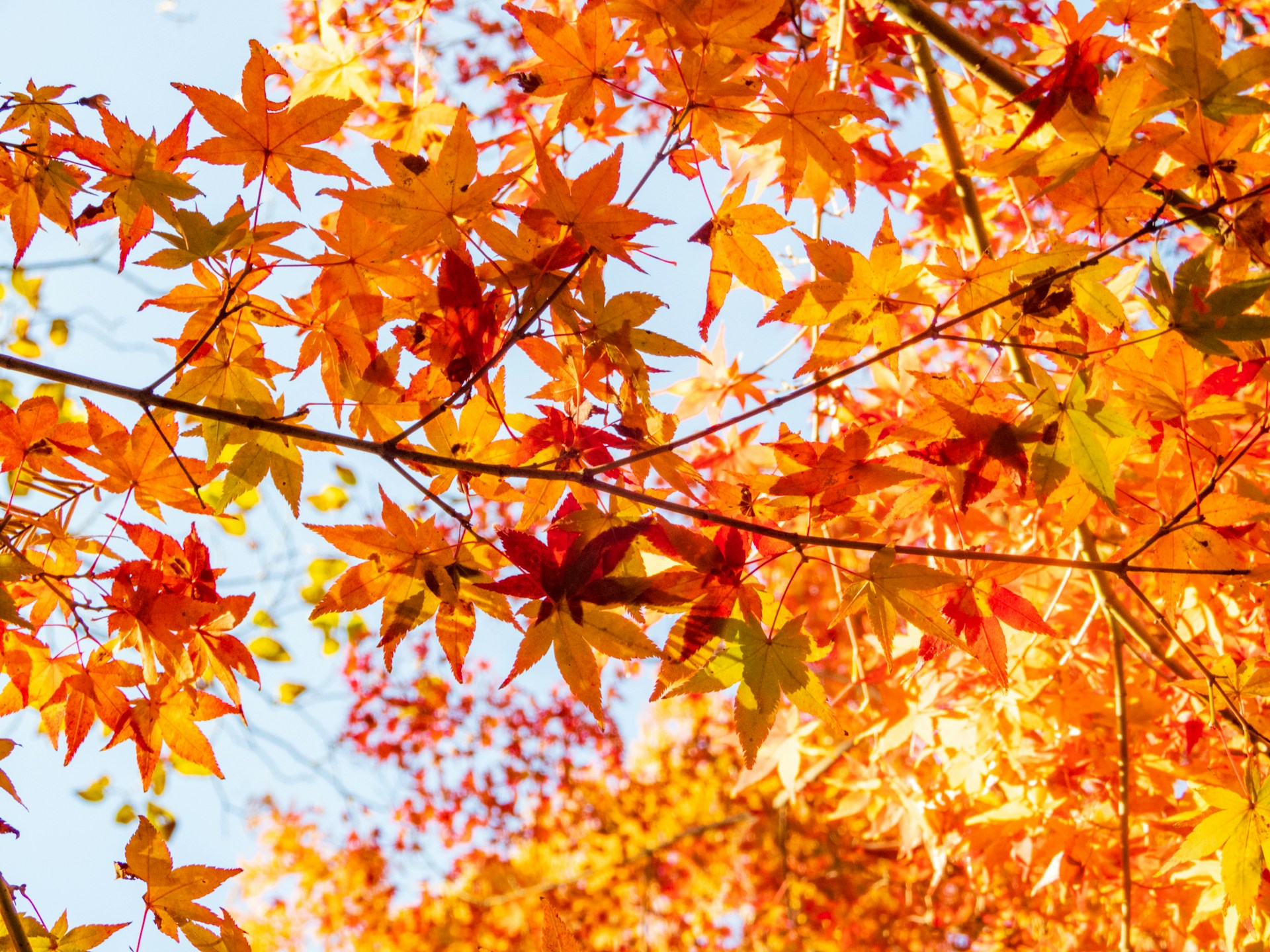 the leaves of a tree are changing colors