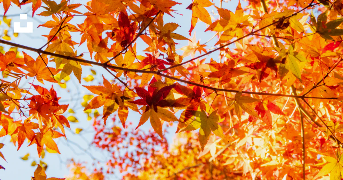 The Leaves Of A Tree Are Changing Colors Photo Free Japan Image On the-leaves-of-a-tree-are-changing-colors-photo-free-japan-image-on