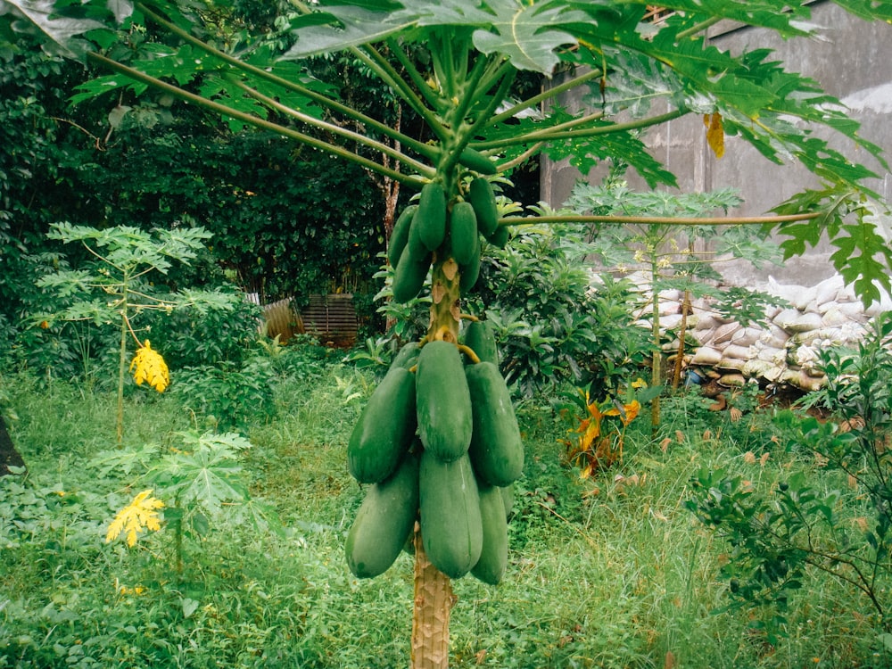 a close up of a fruit tree