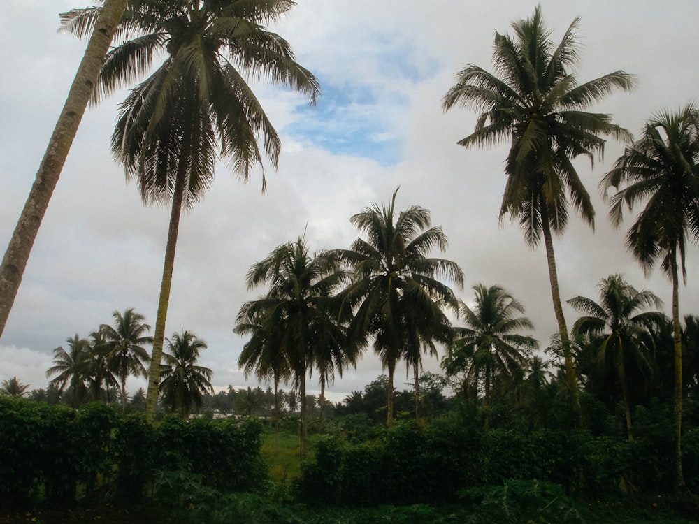 a beach with a palm tree