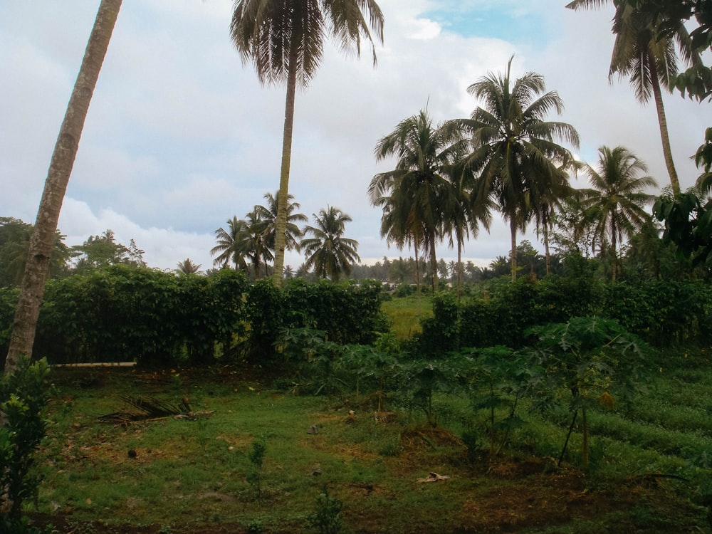 a group of palm trees next to a tree