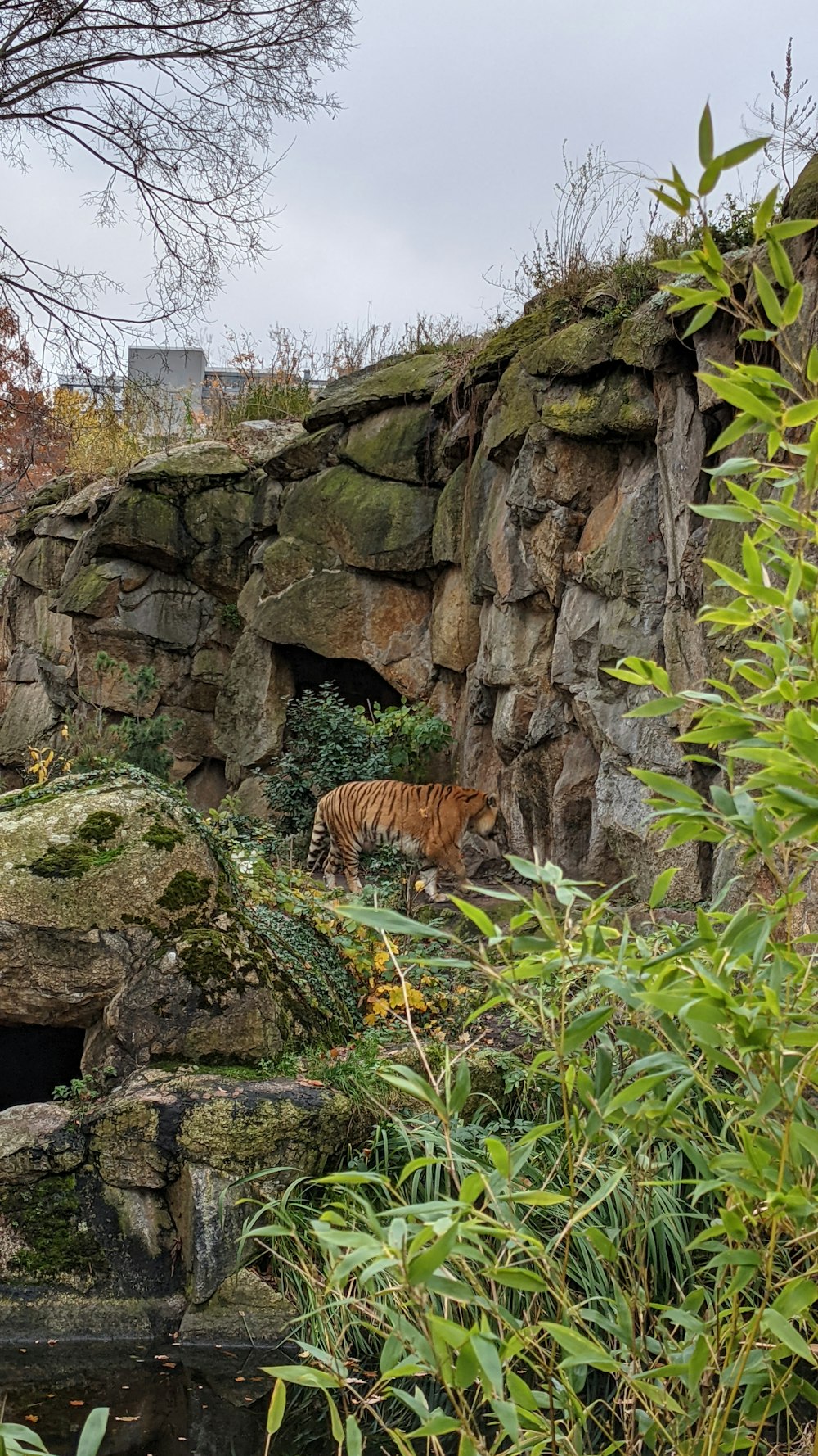 a tiger is standing in a rocky area