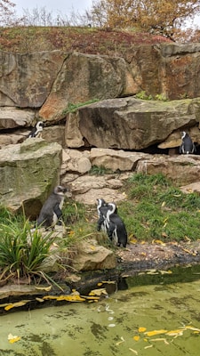 Berlin Zoo & Aquarium
