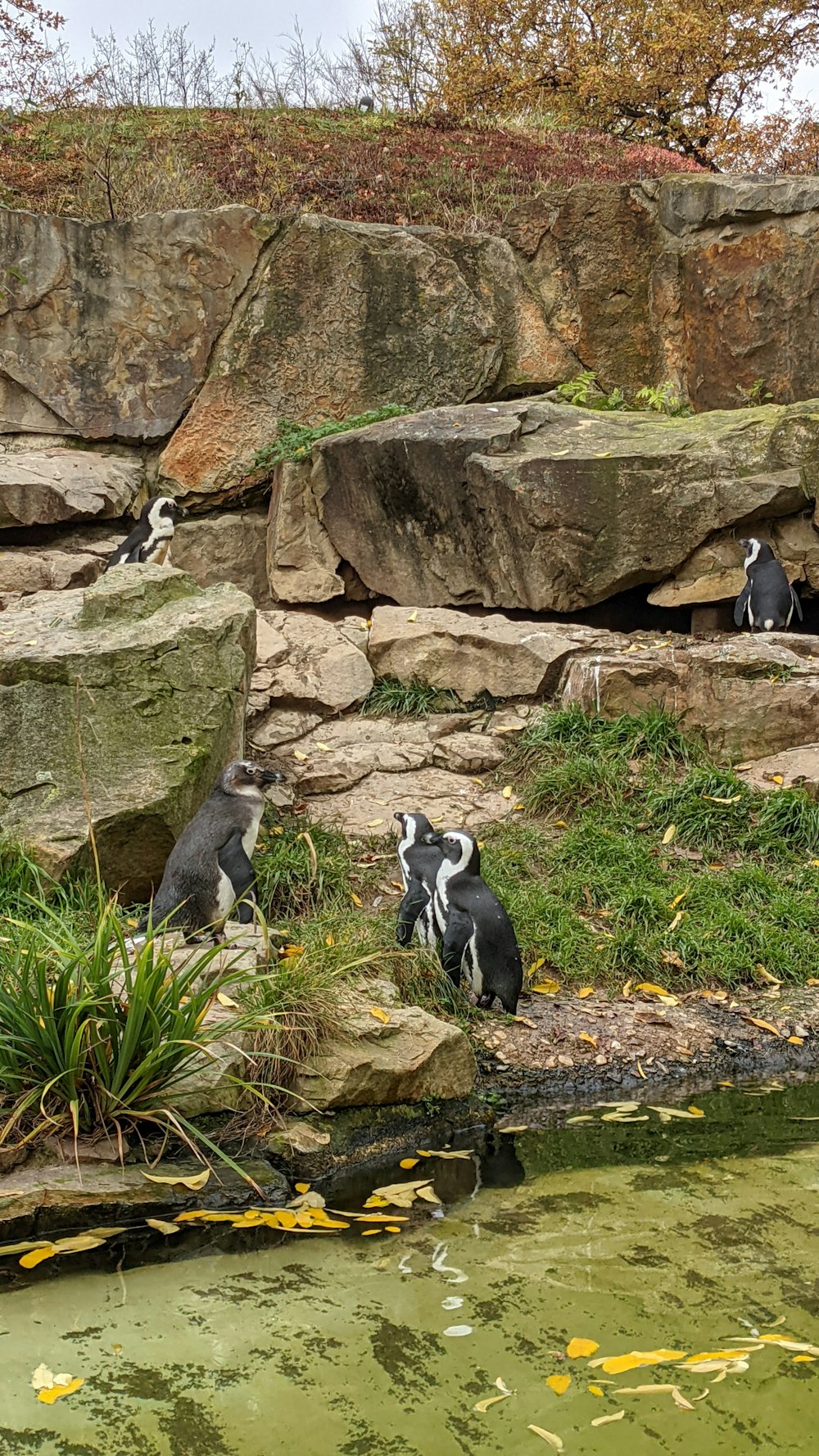 a group of penguins sitting on rocks near a pond