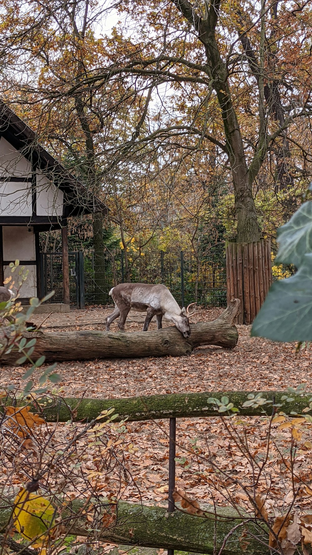 um animal que está de pé na sujeira