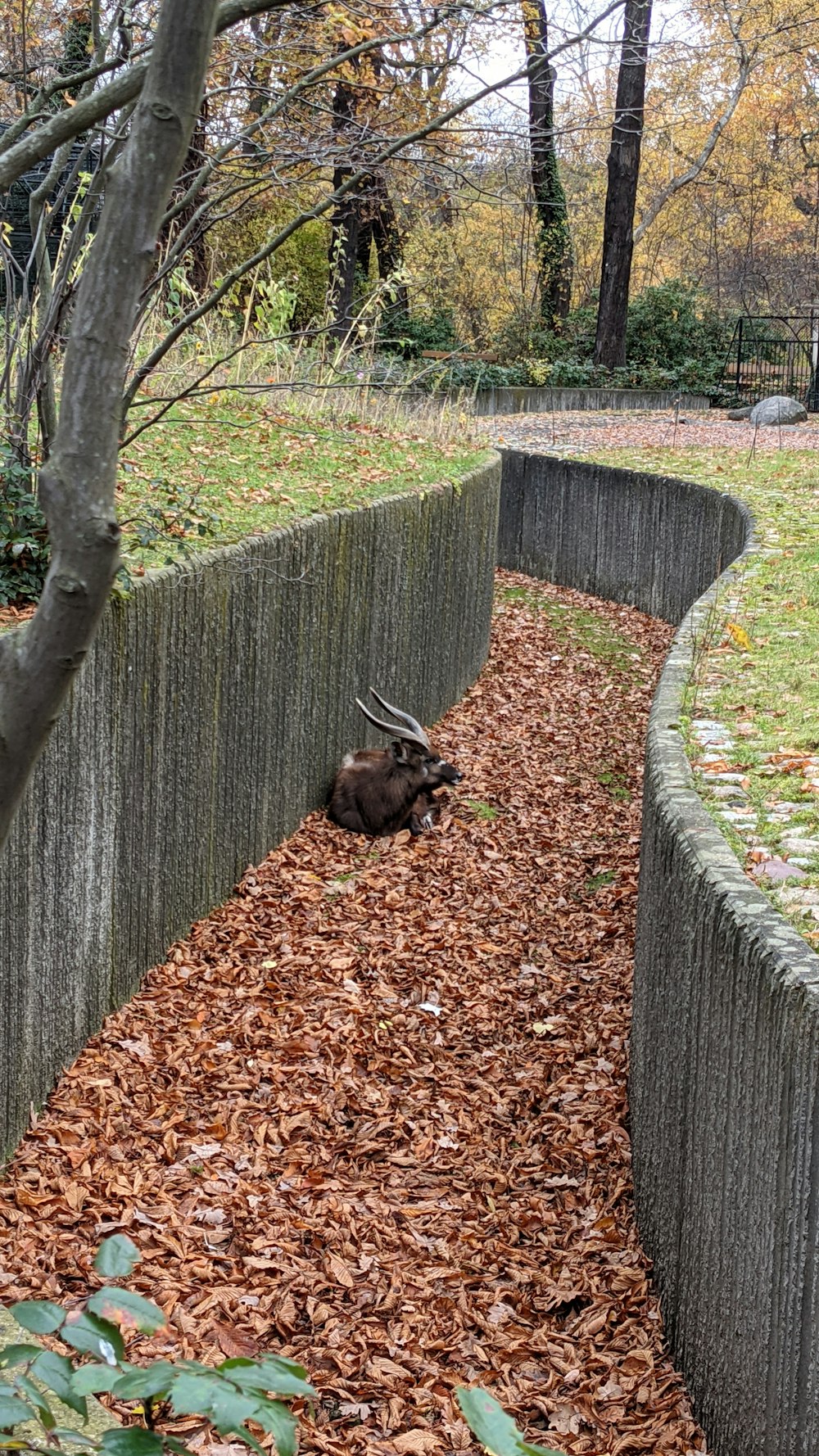 a deer laying down in the middle of a park