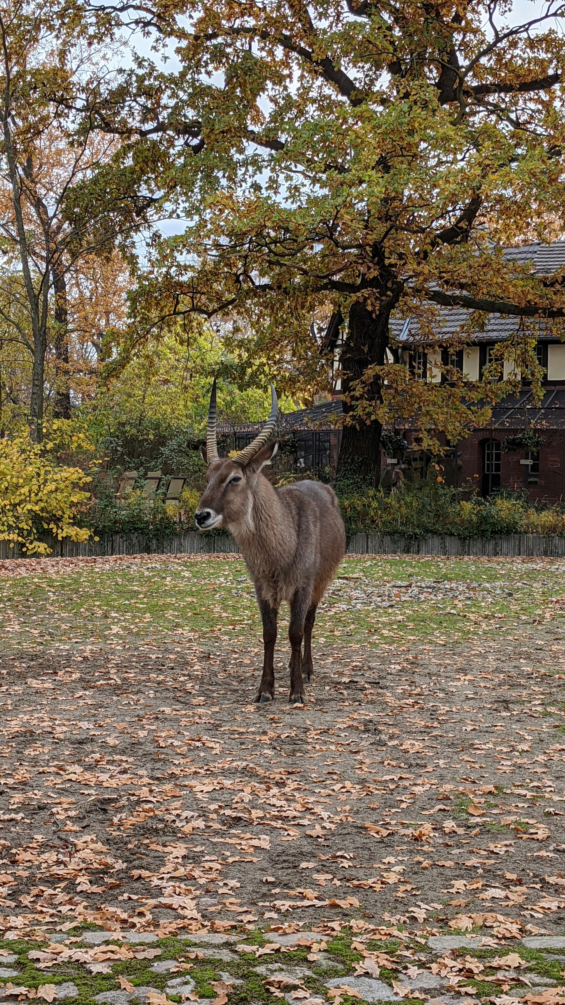 an animal that is standing in the dirt