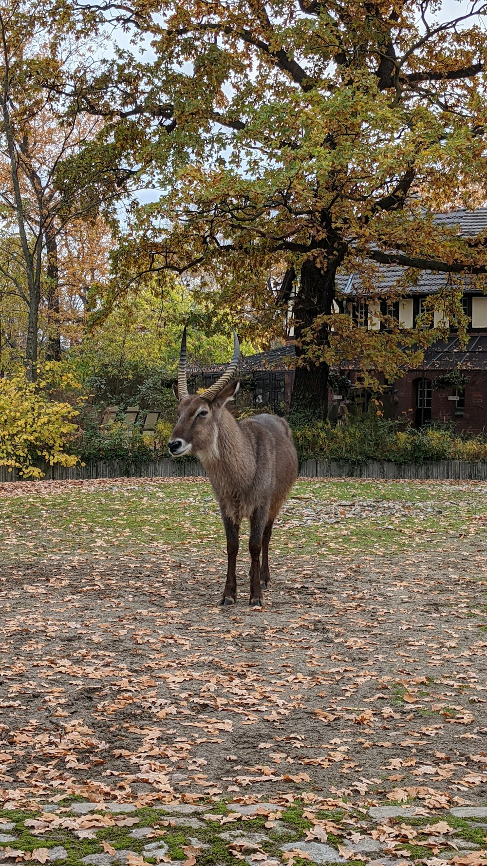 an animal that is standing in the dirt