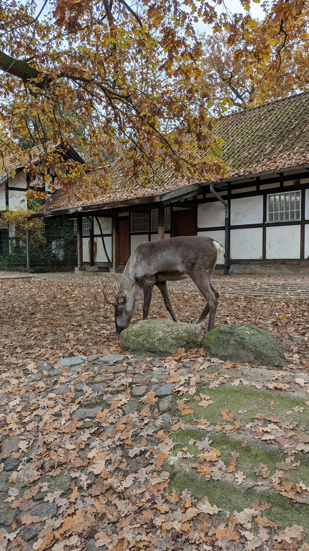 a horse grazing on leaves in front of a building