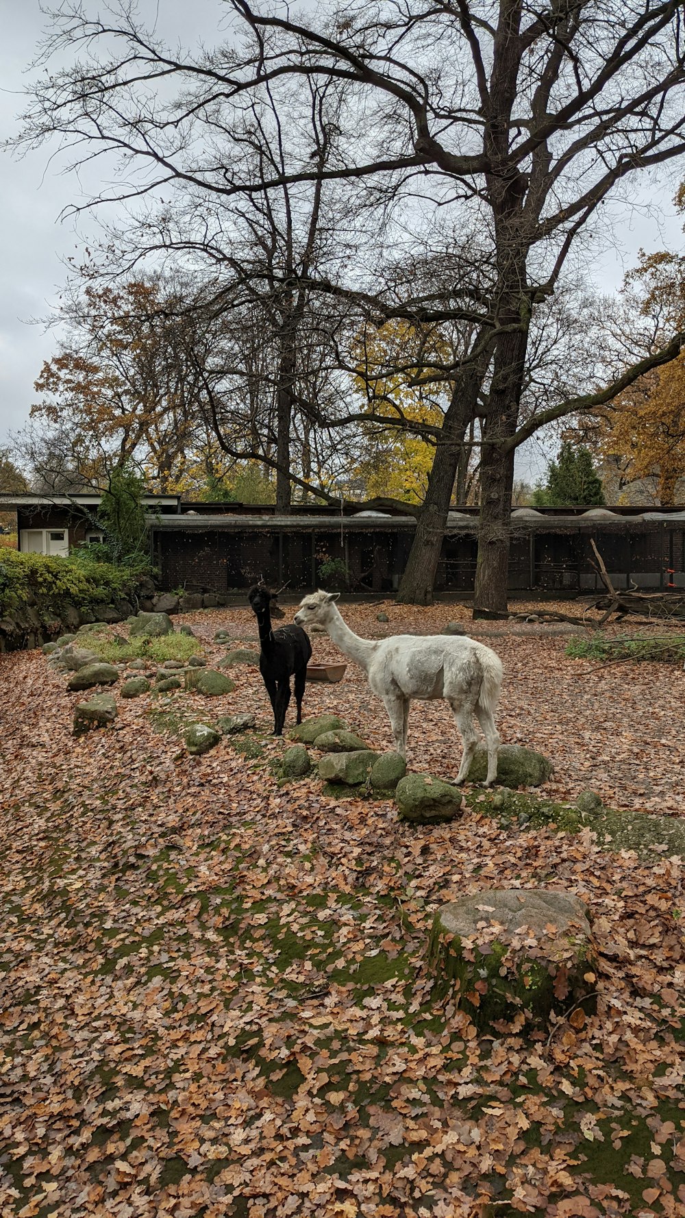 a couple of llamas standing on top of a leaf covered field