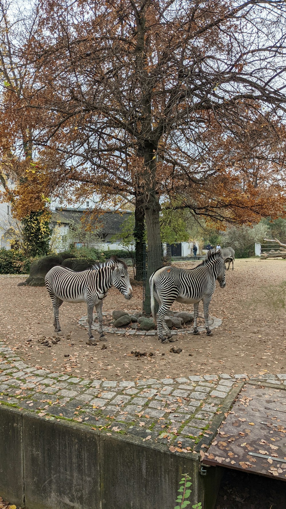 a couple of zebra standing next to a tree