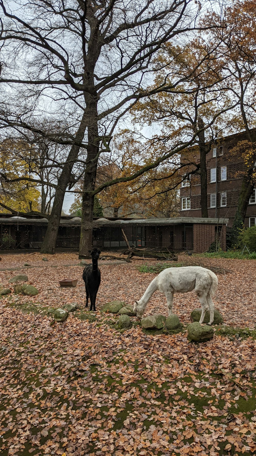 a black dog standing next to a white horse