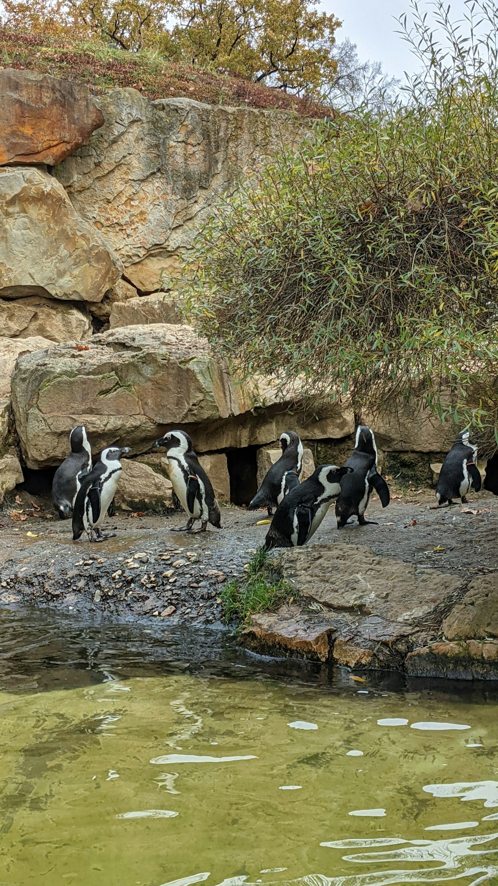 a group of penguins sitting on a rock next to a body of water