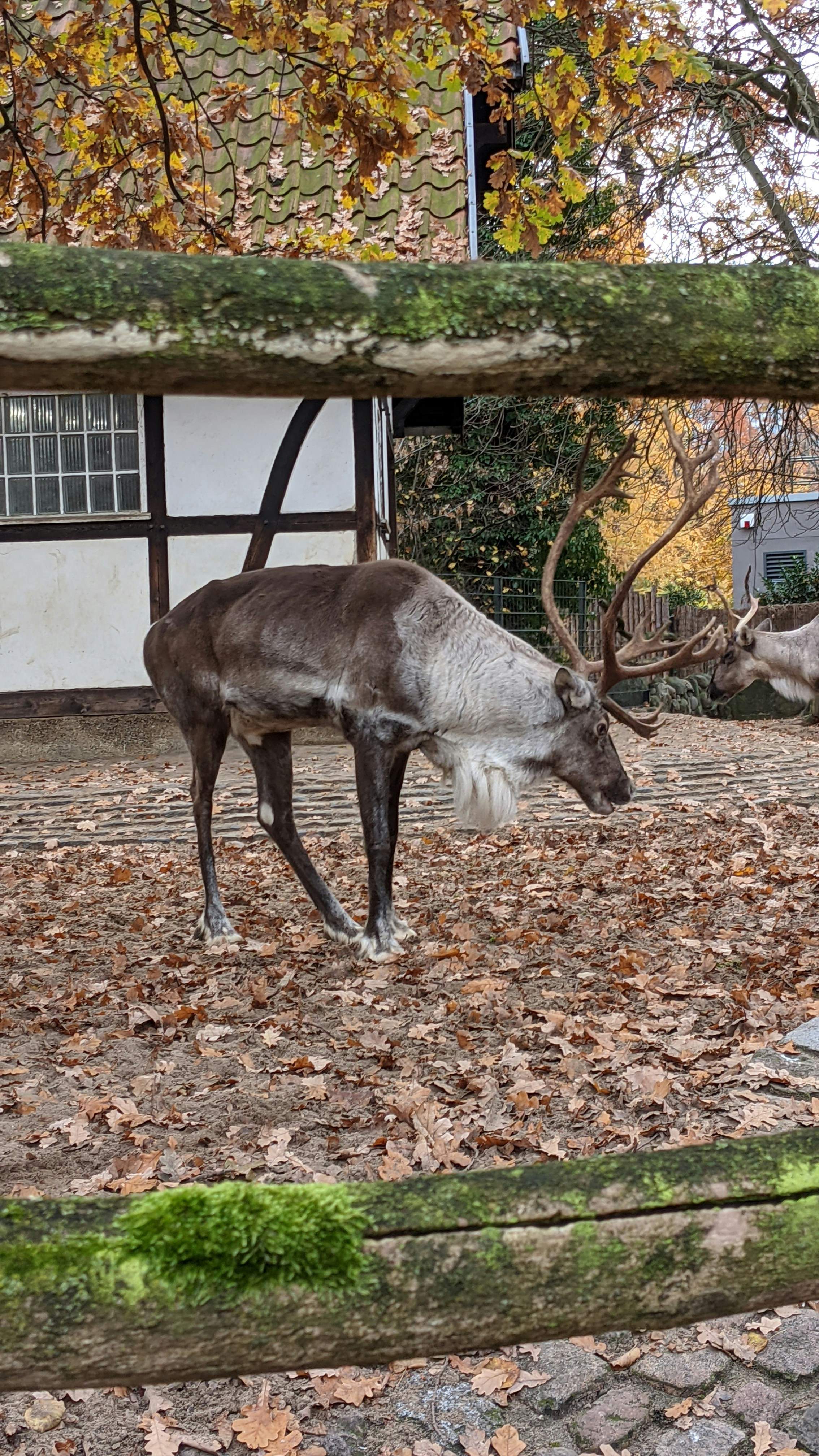 a couple of animals that are standing in the dirt