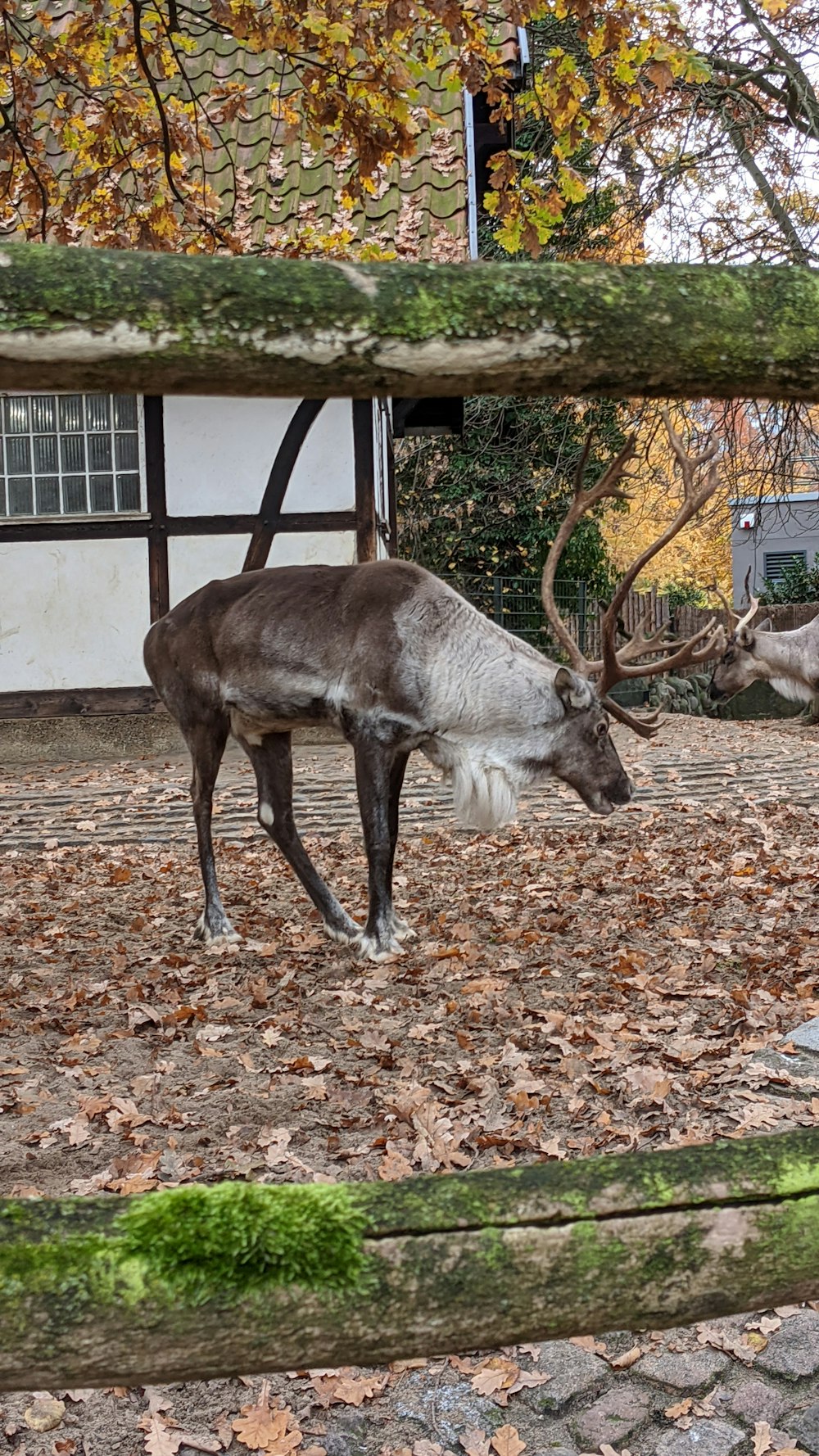 a couple of animals that are standing in the dirt