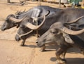 Three water buffaloes with large, curved horns walk in close proximity to each other. Each buffalo is equipped with a rope harness and appears to be moving forward on a dirt surface. The surroundings suggest a rural or farm environment.