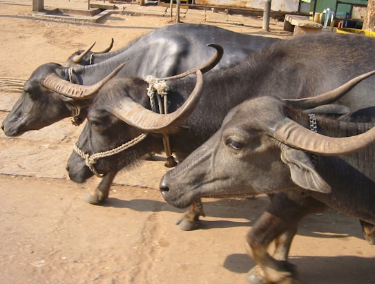 Three water buffaloes with large, curved horns walk in close proximity to each other. Each buffalo is equipped with a rope harness and appears to be moving forward on a dirt surface. The surroundings suggest a rural or farm environment.