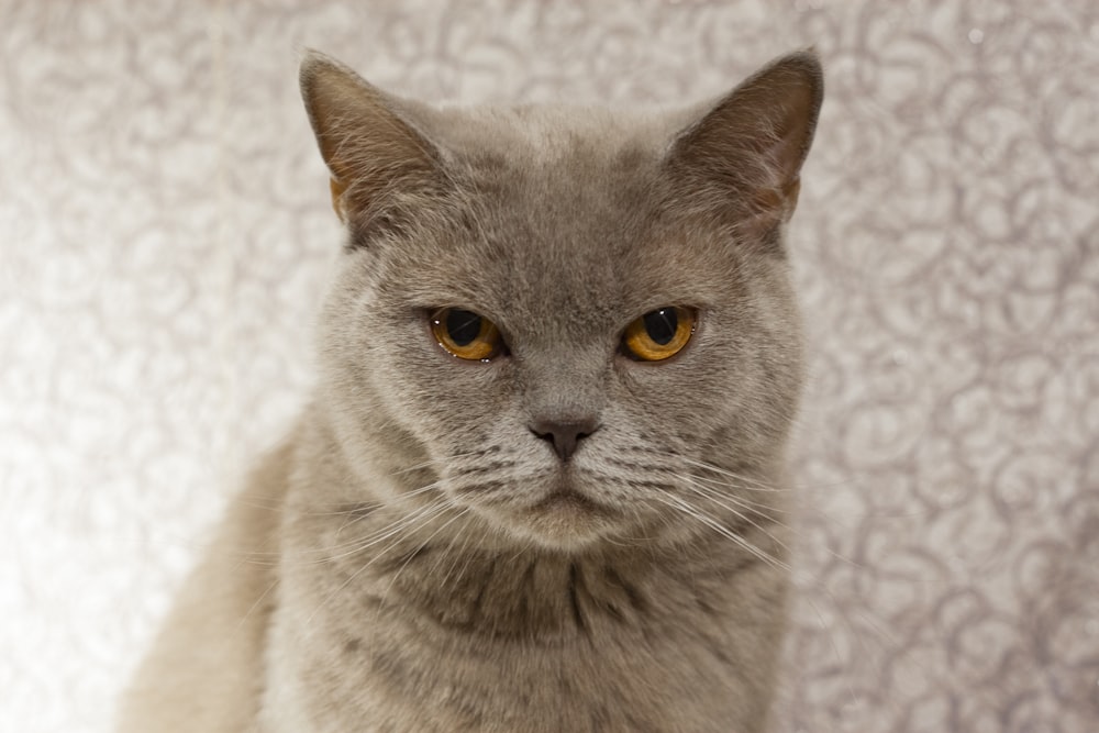 a gray cat with yellow eyes looking at the camera
