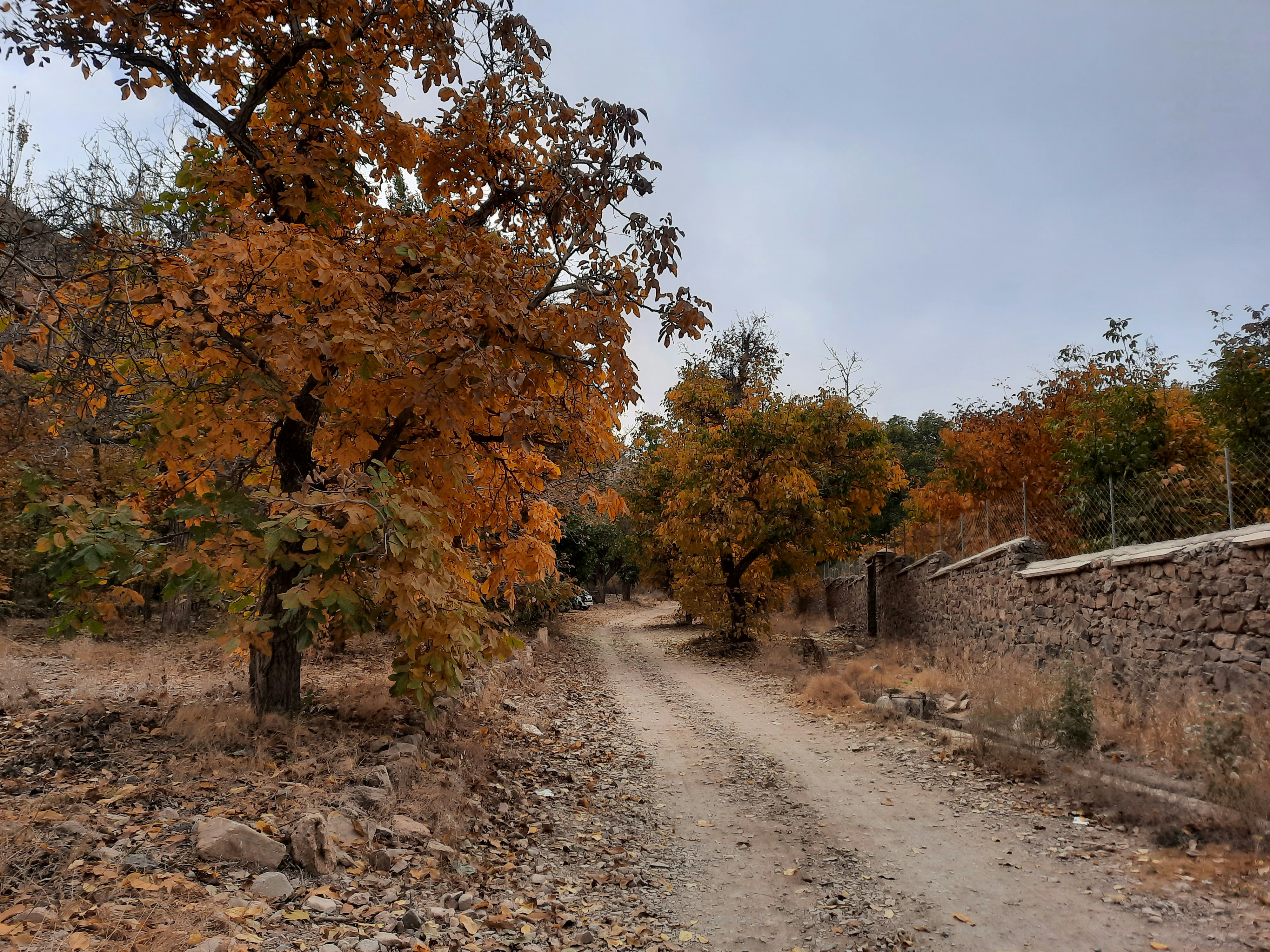 a dirt road surrounded by trees and rocks