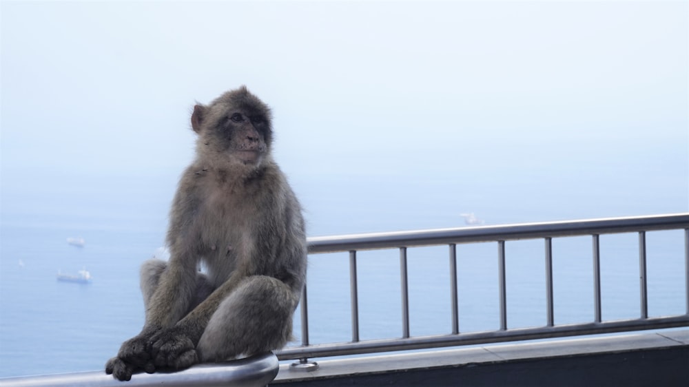 a monkey sitting on top of a metal railing