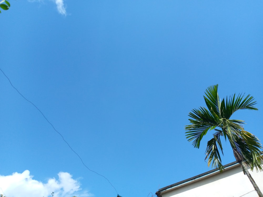 a palm tree and a kite flying in the sky