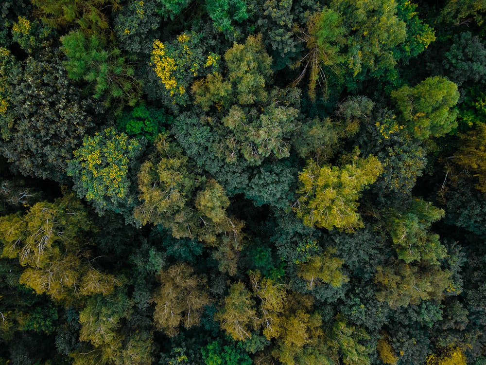 an aerial view of a forest with lots of trees