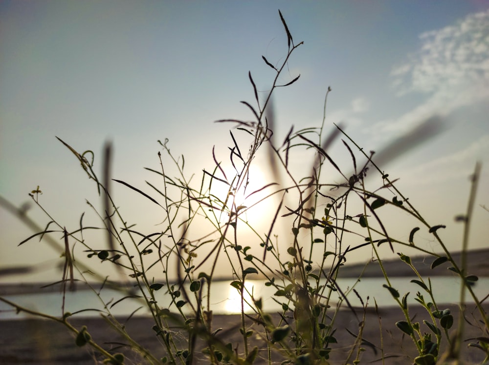 a close up of a plant with the sun in the background