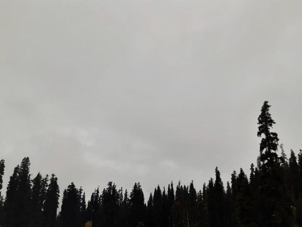 a group of trees that are standing in the grass