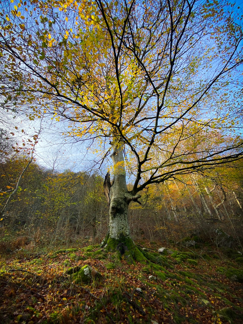 a tree with yellow leaves in a forest