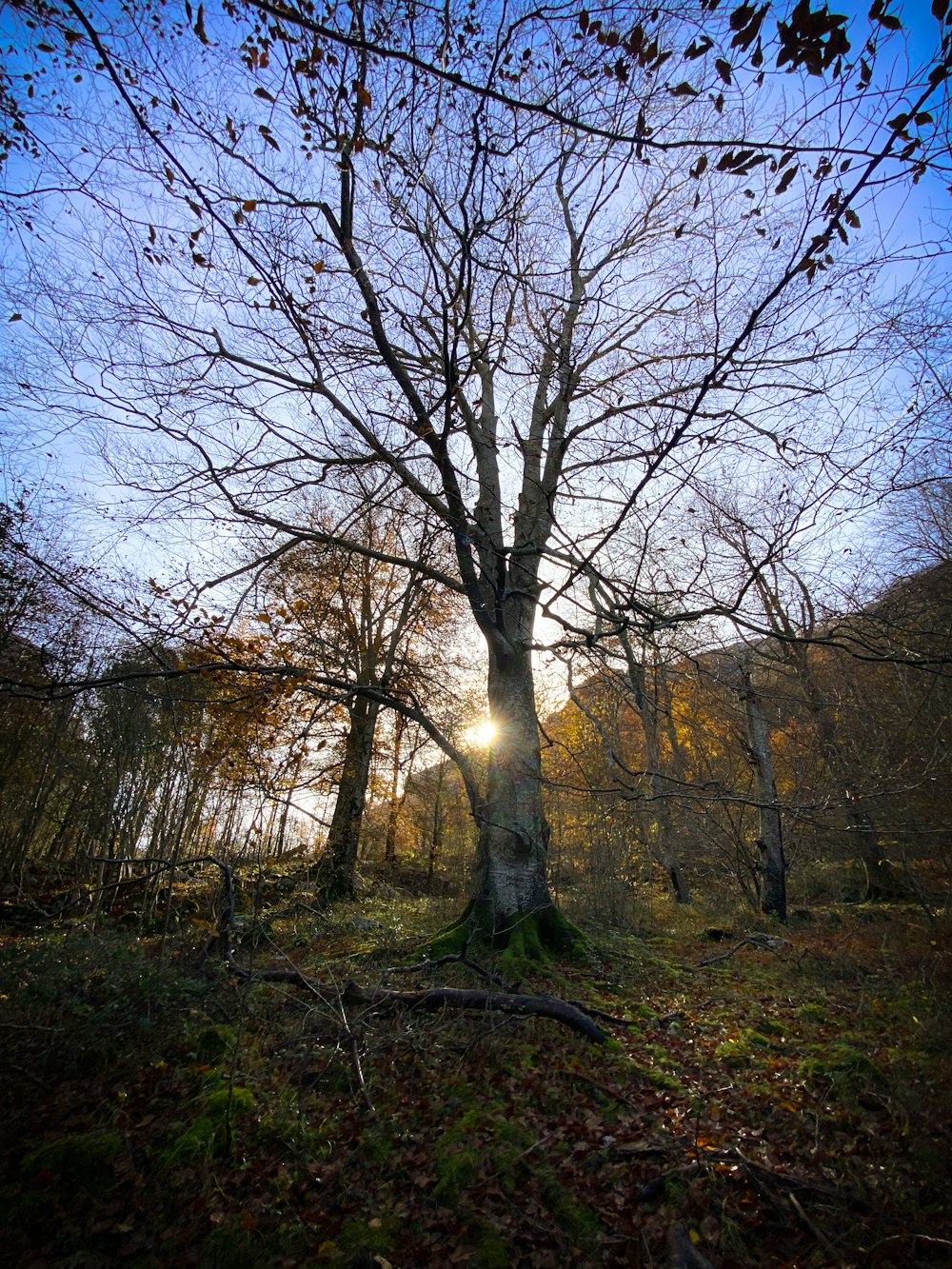 the sun is shining through the branches of a tree