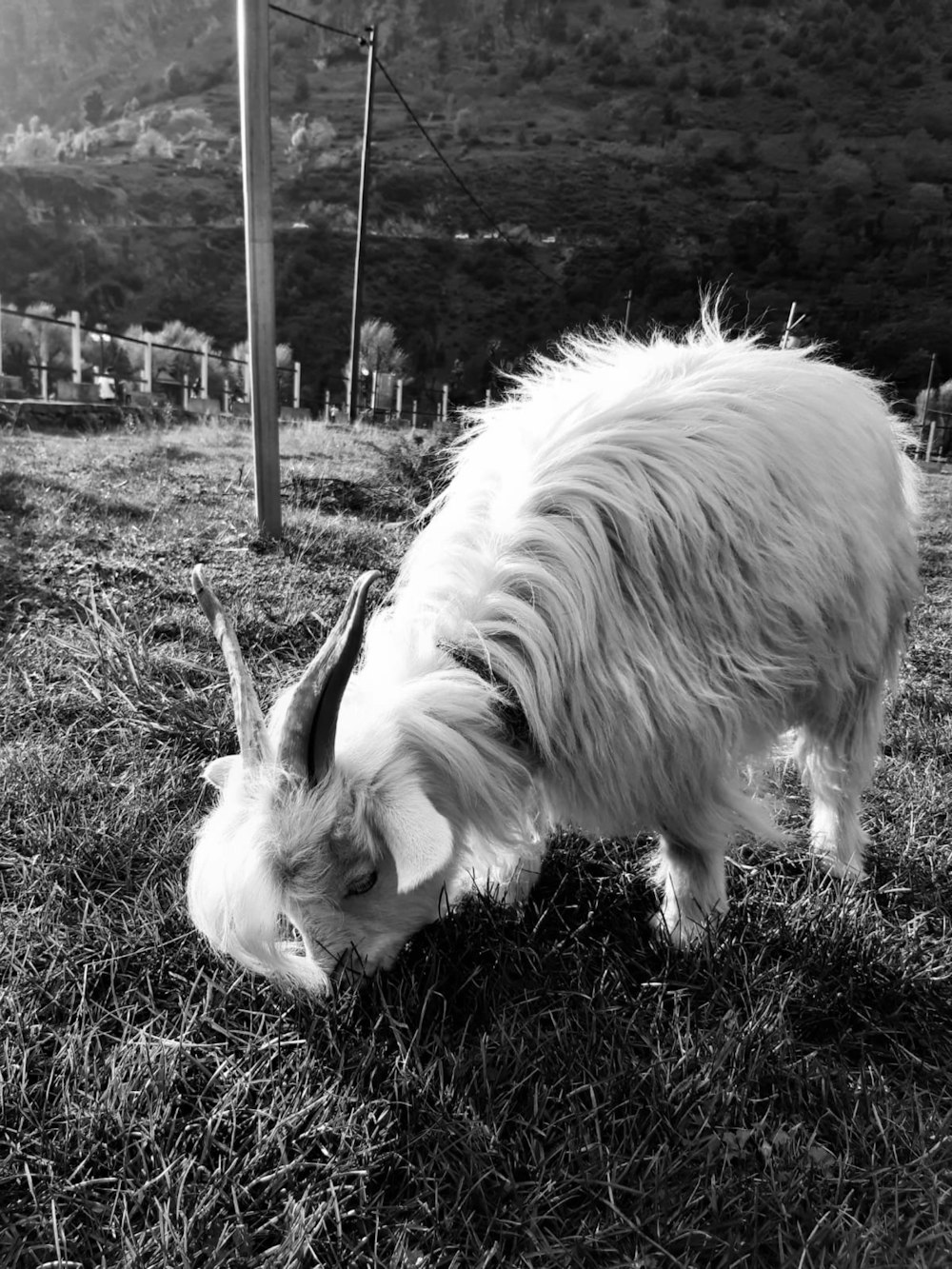 a goat grazing on grass in a fenced in area