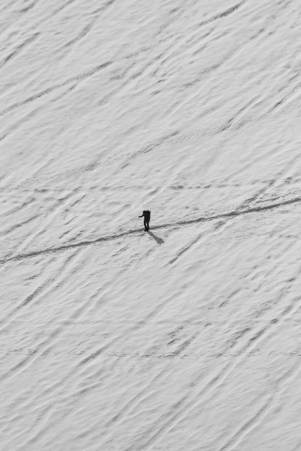 a lone bird is standing in the snow