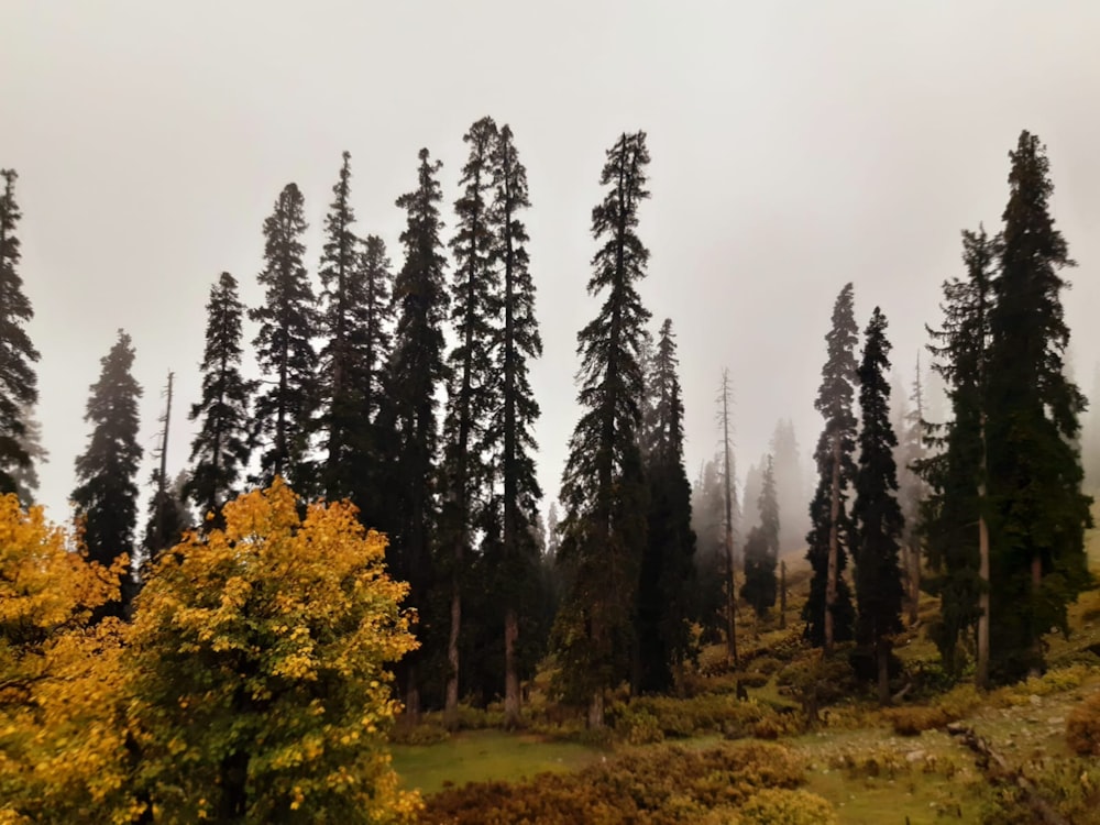 a bunch of trees that are standing in the grass