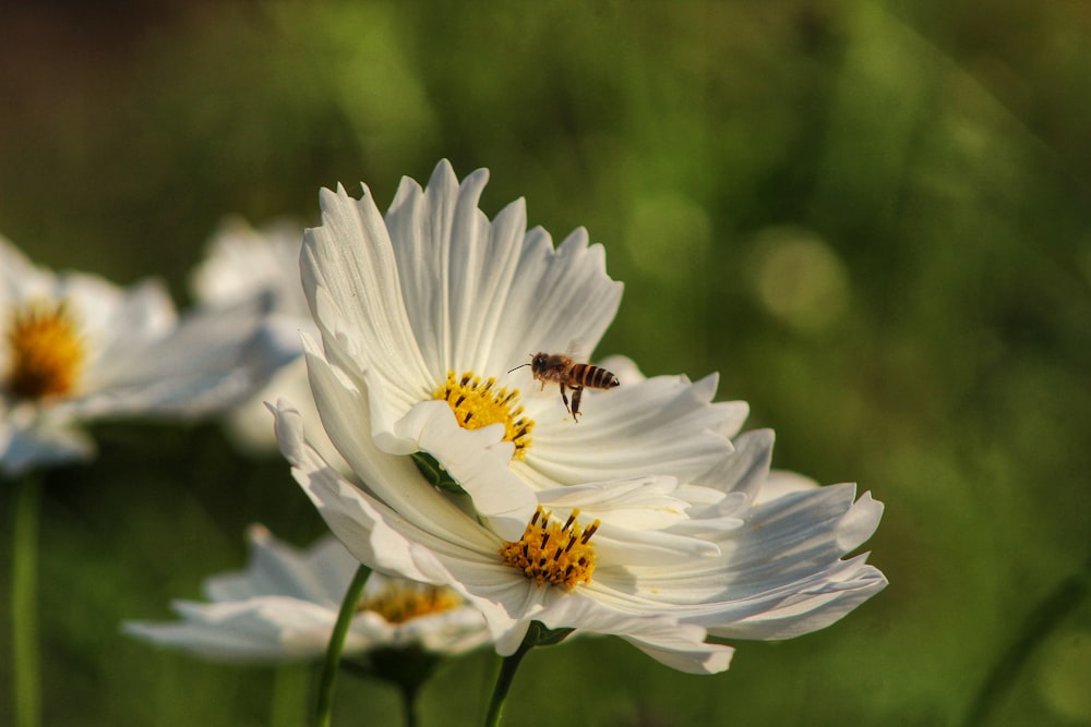 a group of white flowers with a bee on one of them