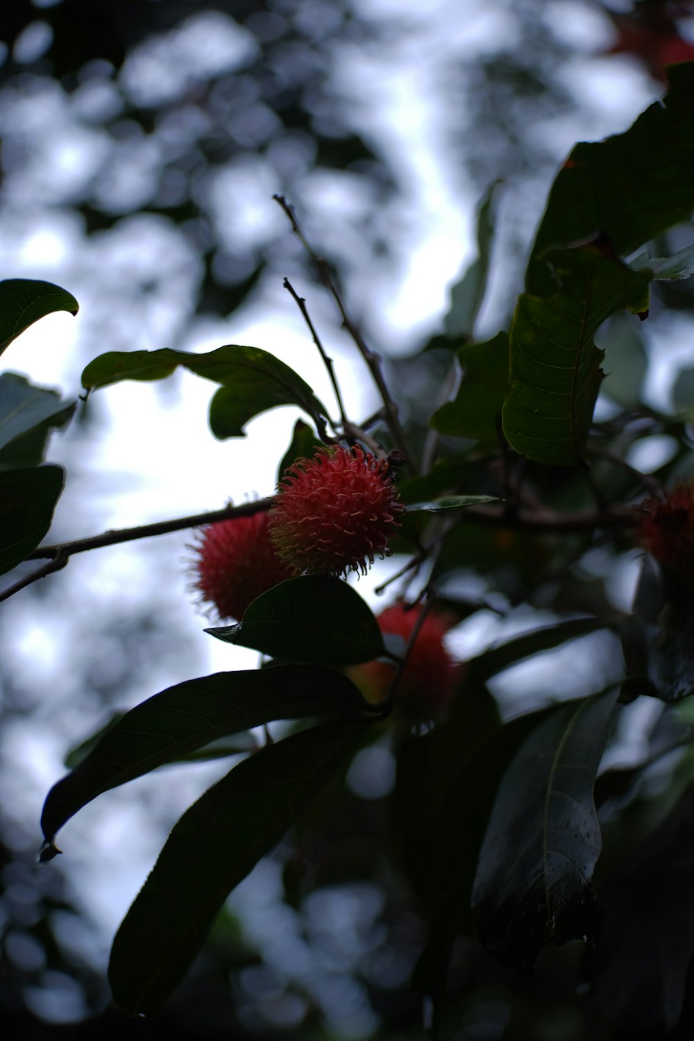 a tree with a bunch of red flowers on it