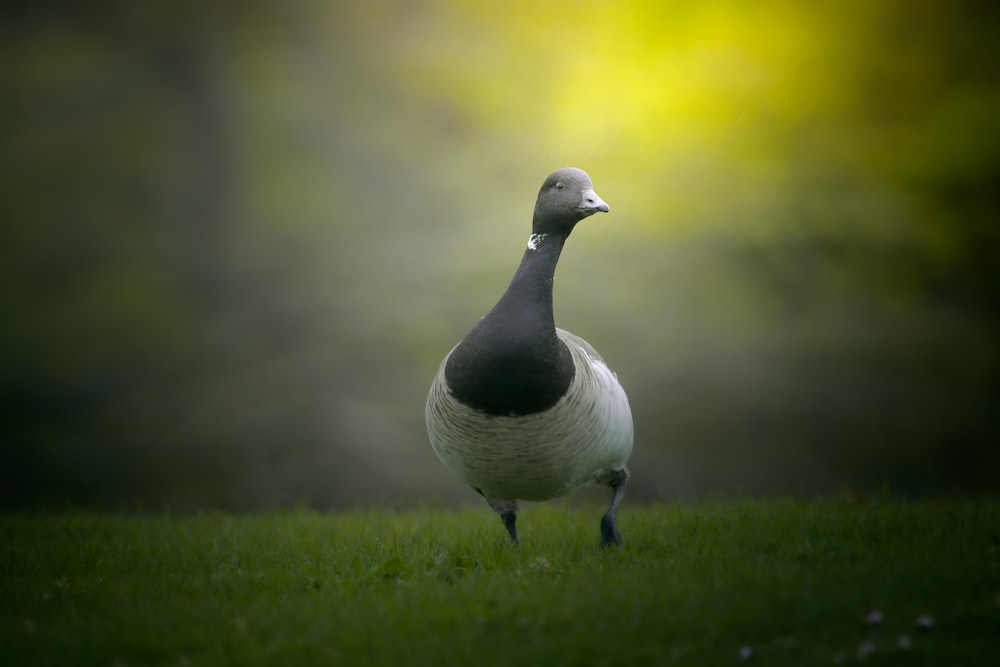 a duck standing on a lush green field