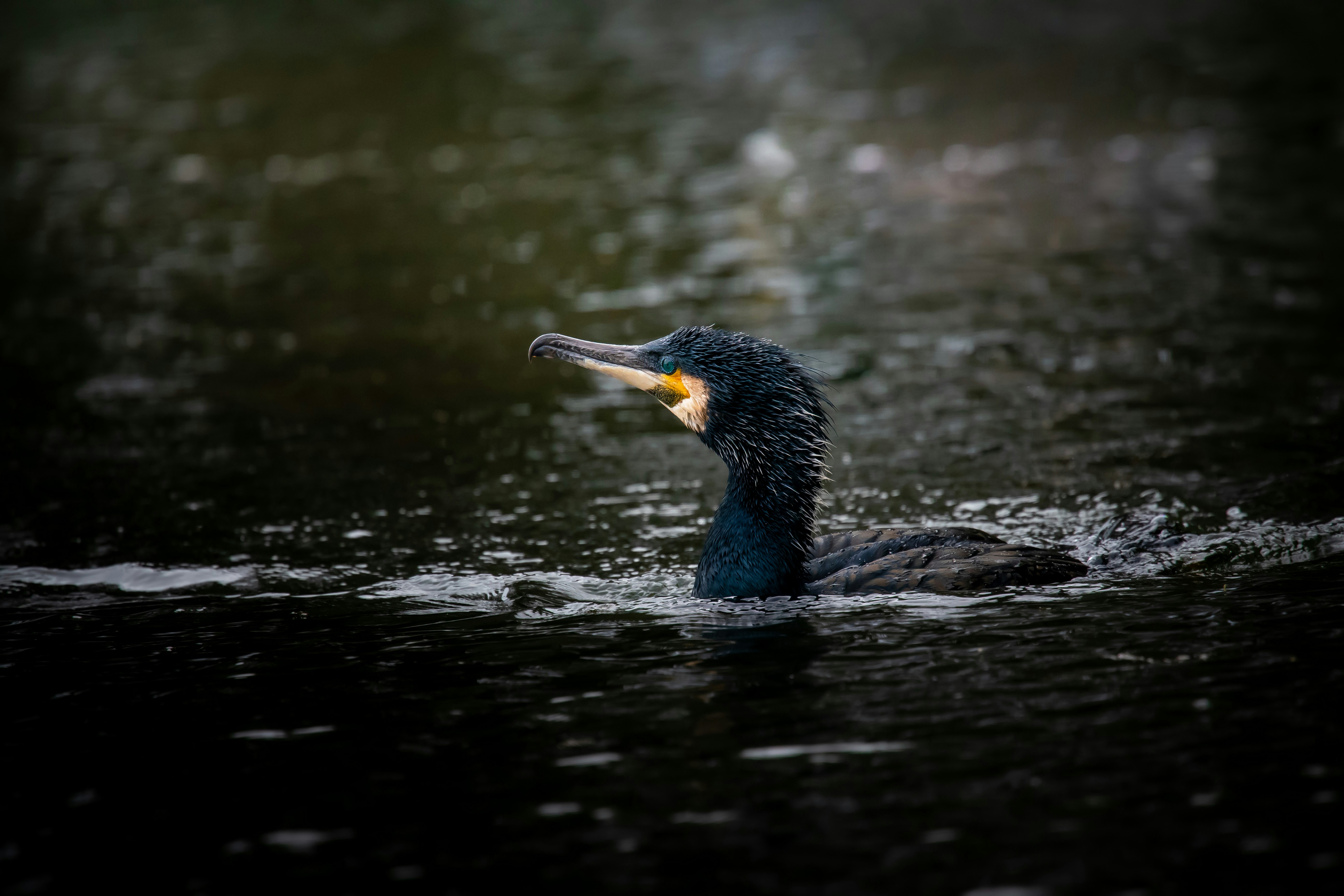 Photo by dkomow