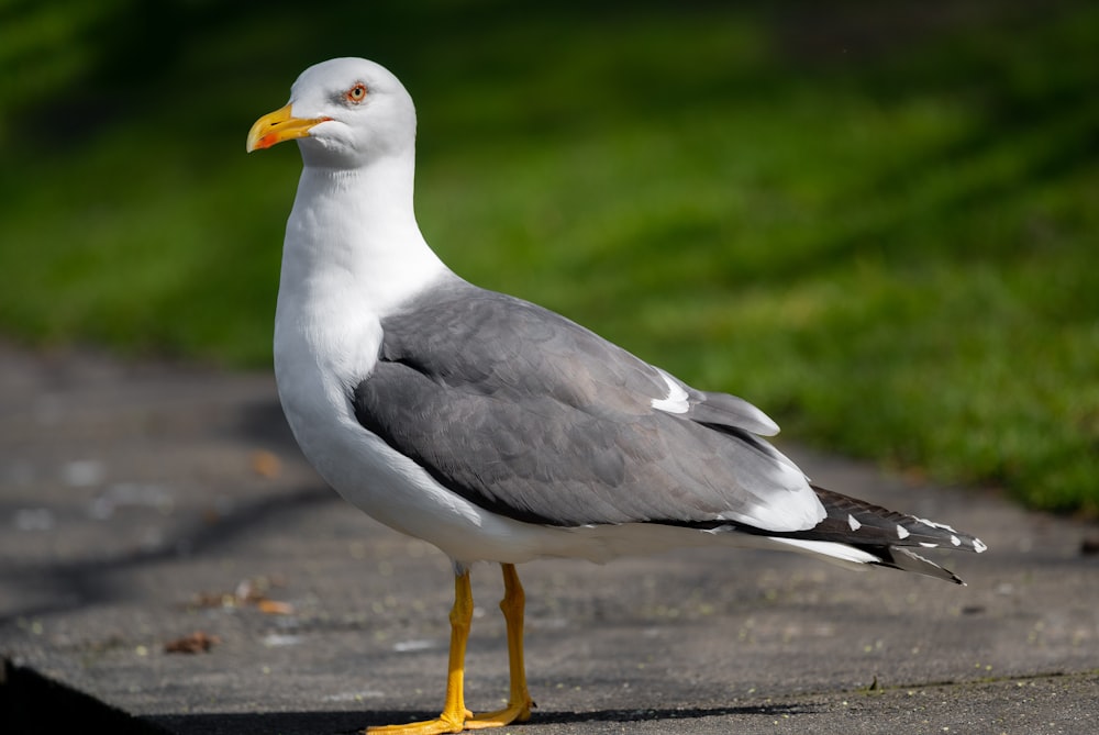 a seagull is standing on a sidewalk in the sun