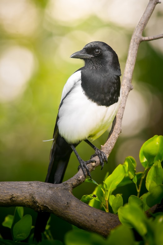 A black-and-white magpie perched on a branch in soft green light