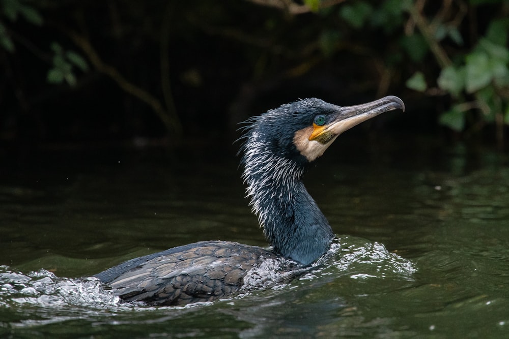 a bird with a yellow beak swims in the water