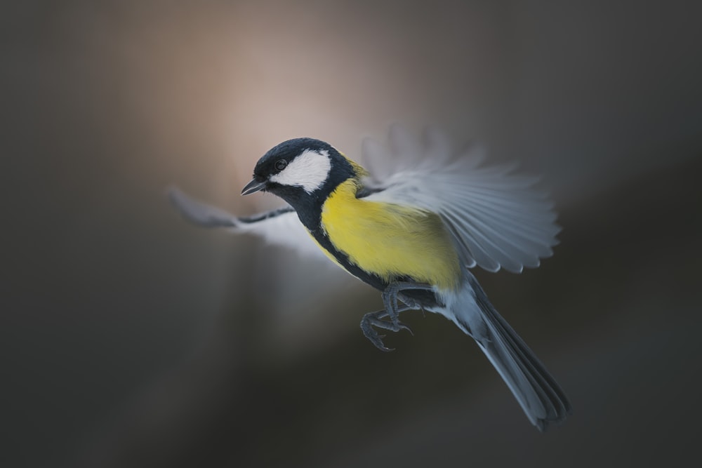 a yellow and black bird flying in the air