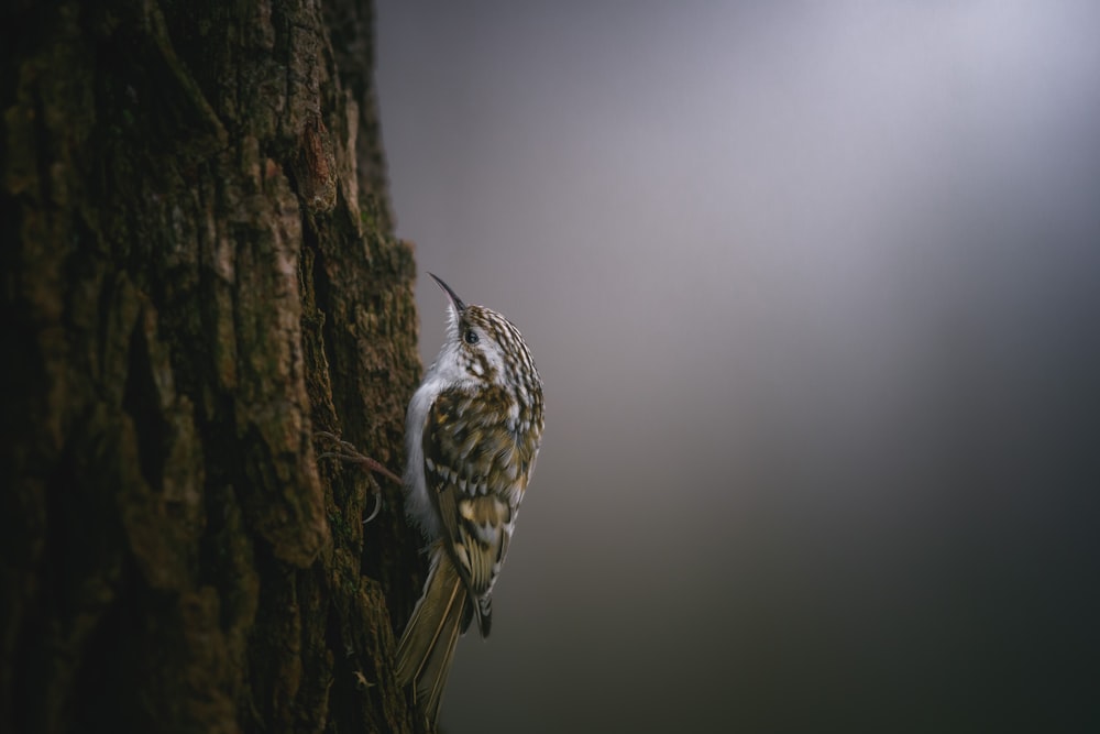 a small bird perched on a tree trunk