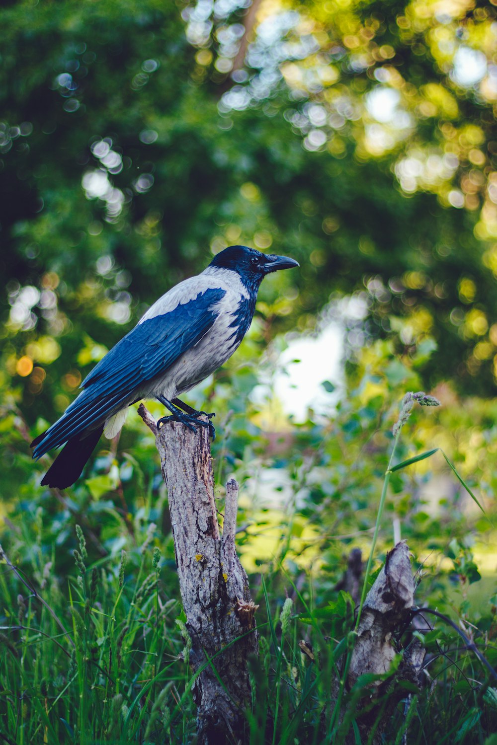 a blue and white bird sitting on top of a tree stump