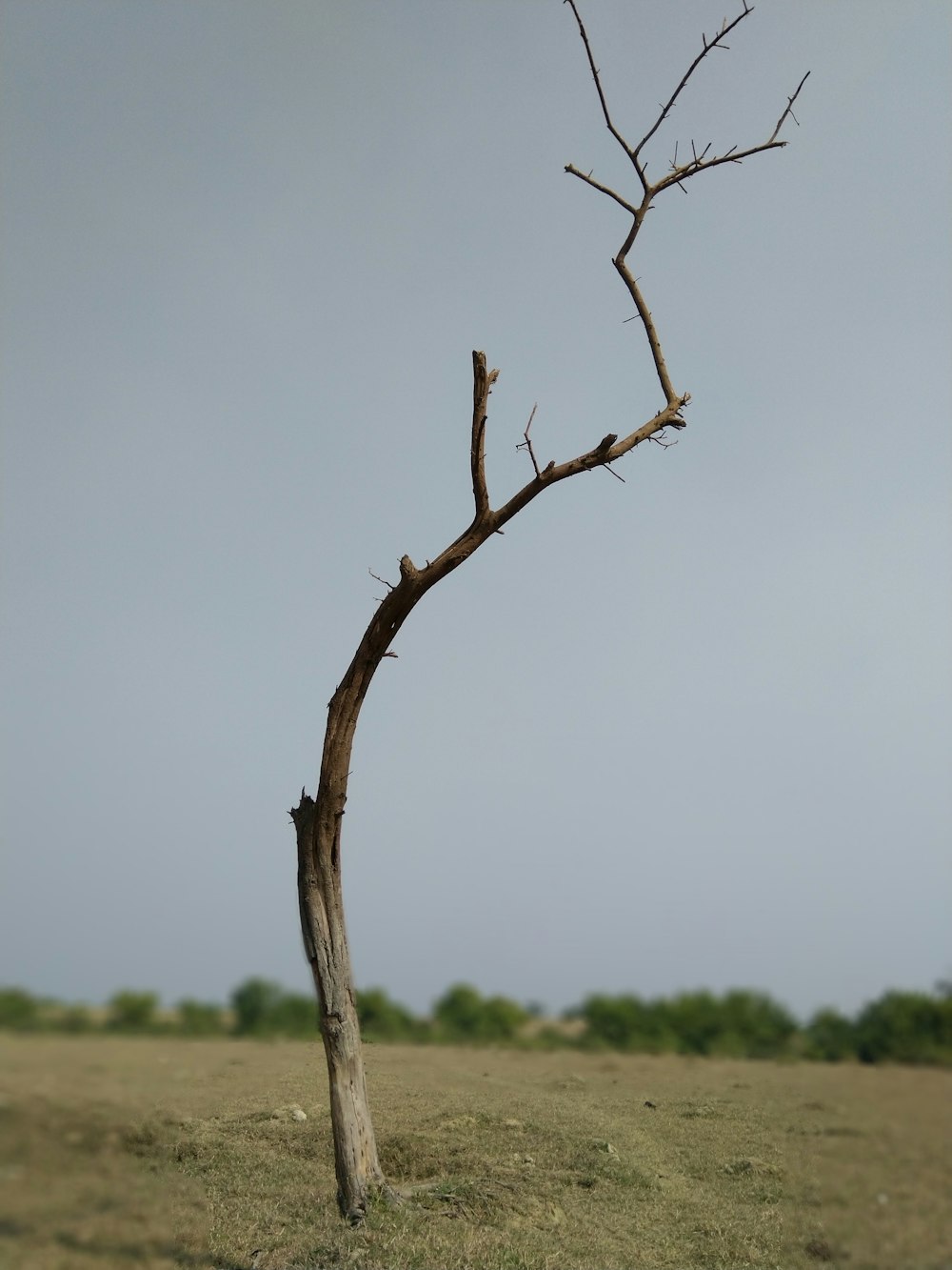 a tree that is standing in the grass