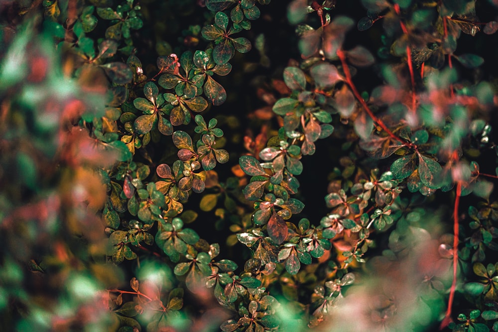 a close up of a bunch of leaves on a tree