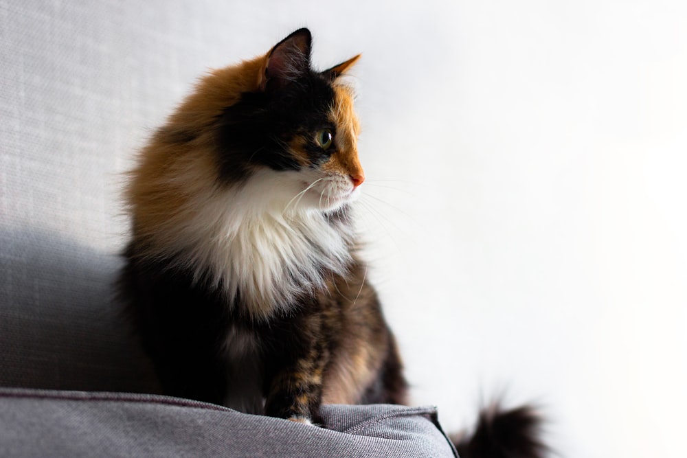 a cat sitting on top of a gray couch