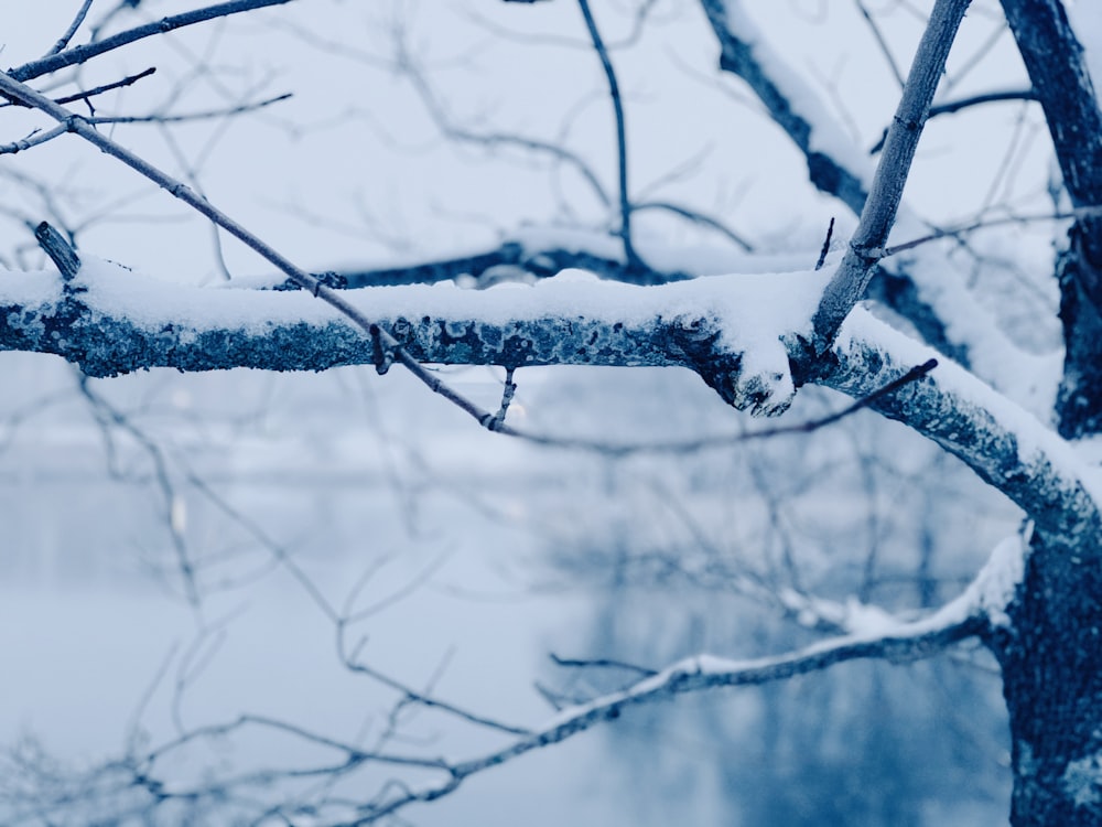 a branch of a tree covered in snow