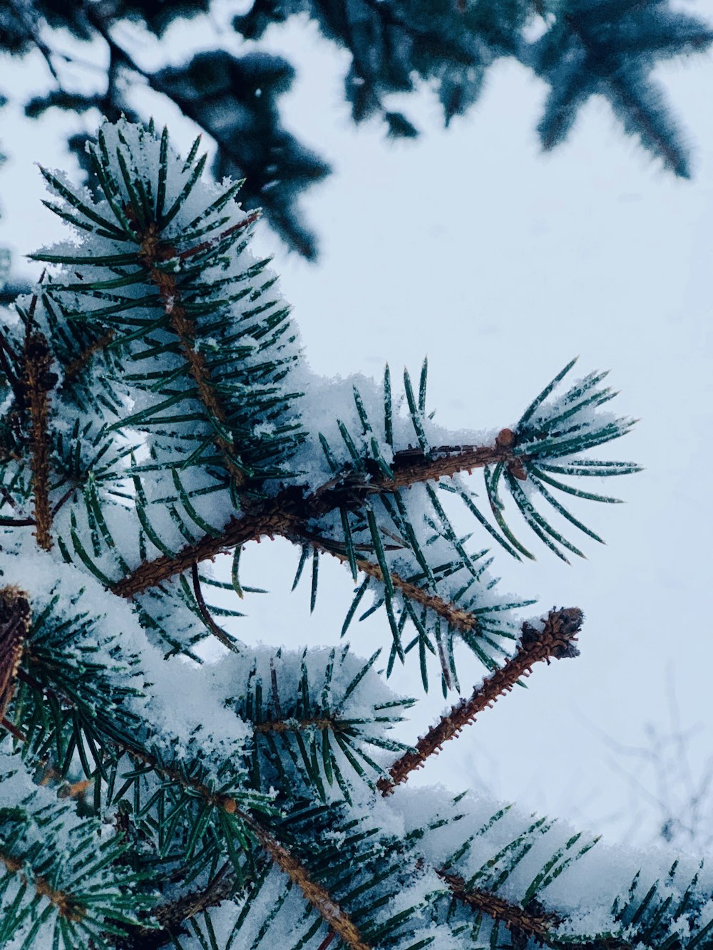 a pine tree branch covered in snow